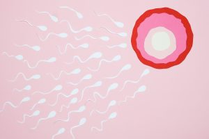 Représentation artistique de cellules de sperme nageant vers un ovule sur un fond rose, illustrant la fécondation.
