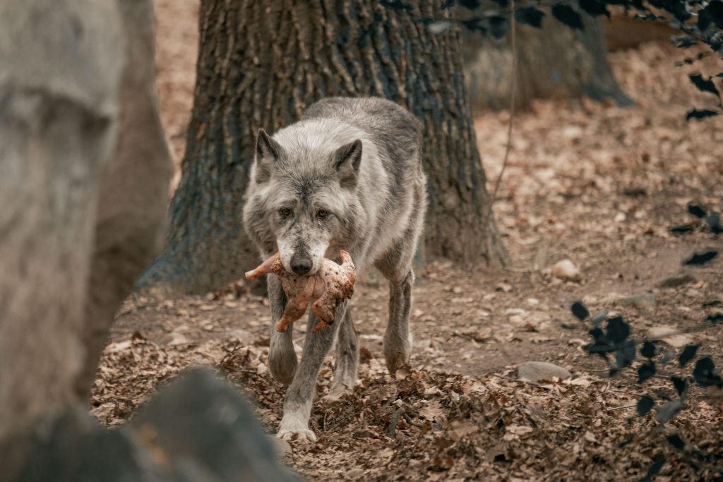 A lone wolf carries its prey in a natural forest environment. Un loup solitaire porte sa proie dans un environnement forestier naturel.