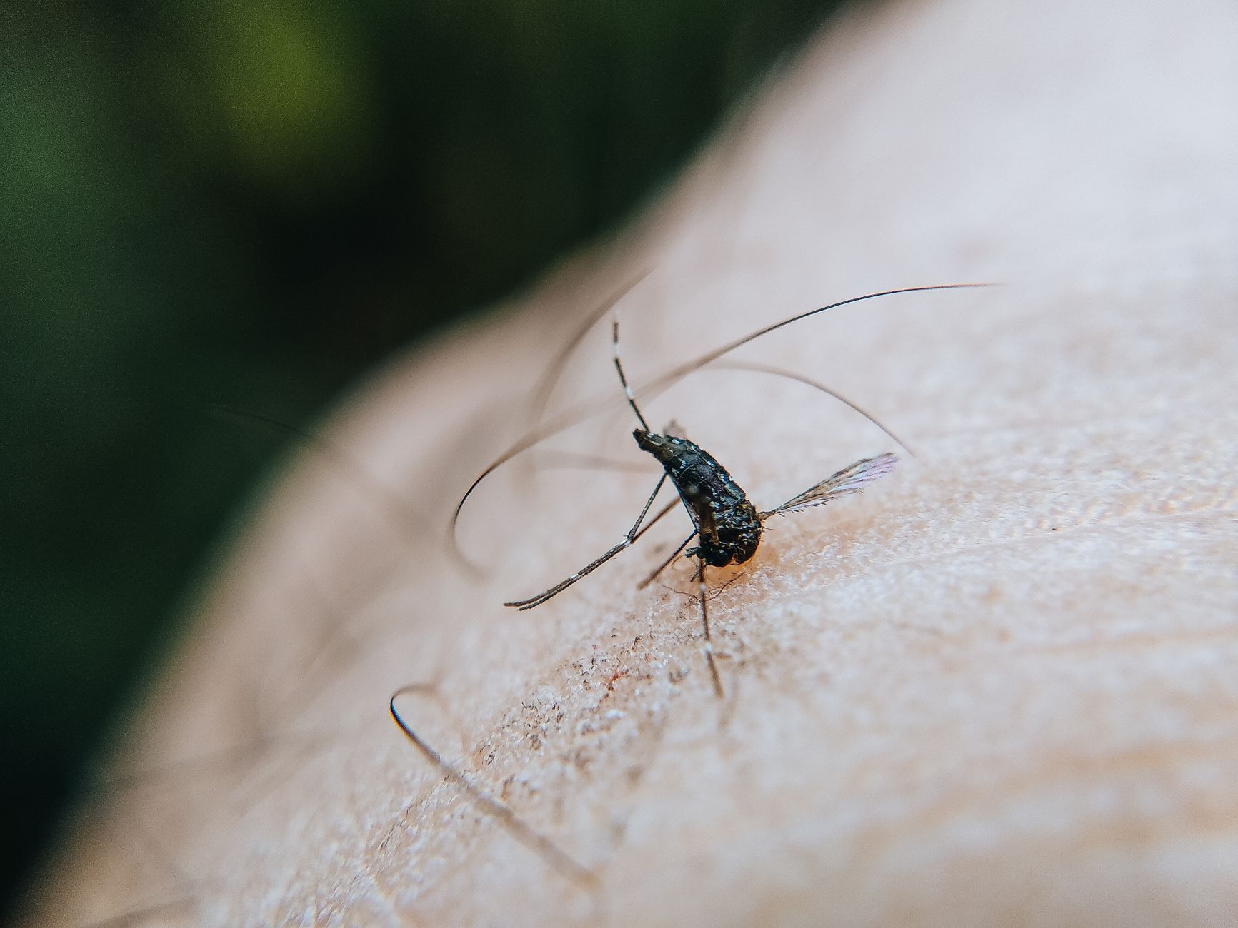 Gros plan sur une piqûre d'insecte