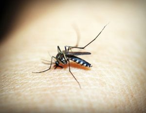 Moustique piquant la peau, macrophotographie