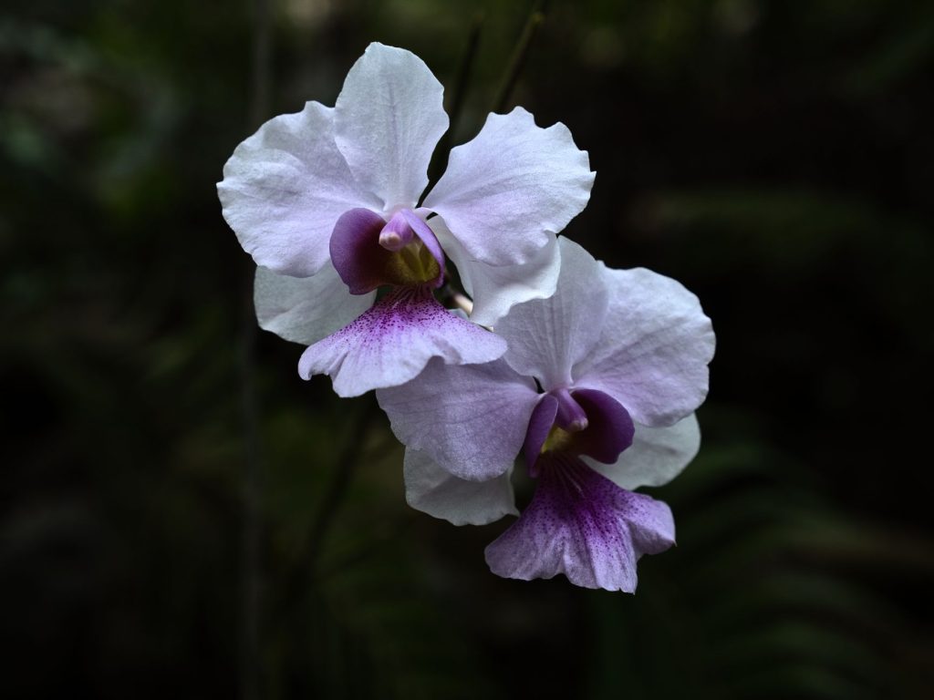 Fleur d'orchidée mauve en gros plan