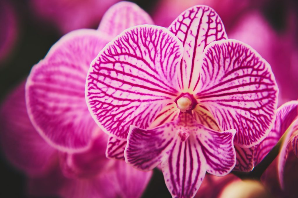 Orchidée rose aux motifs délicats