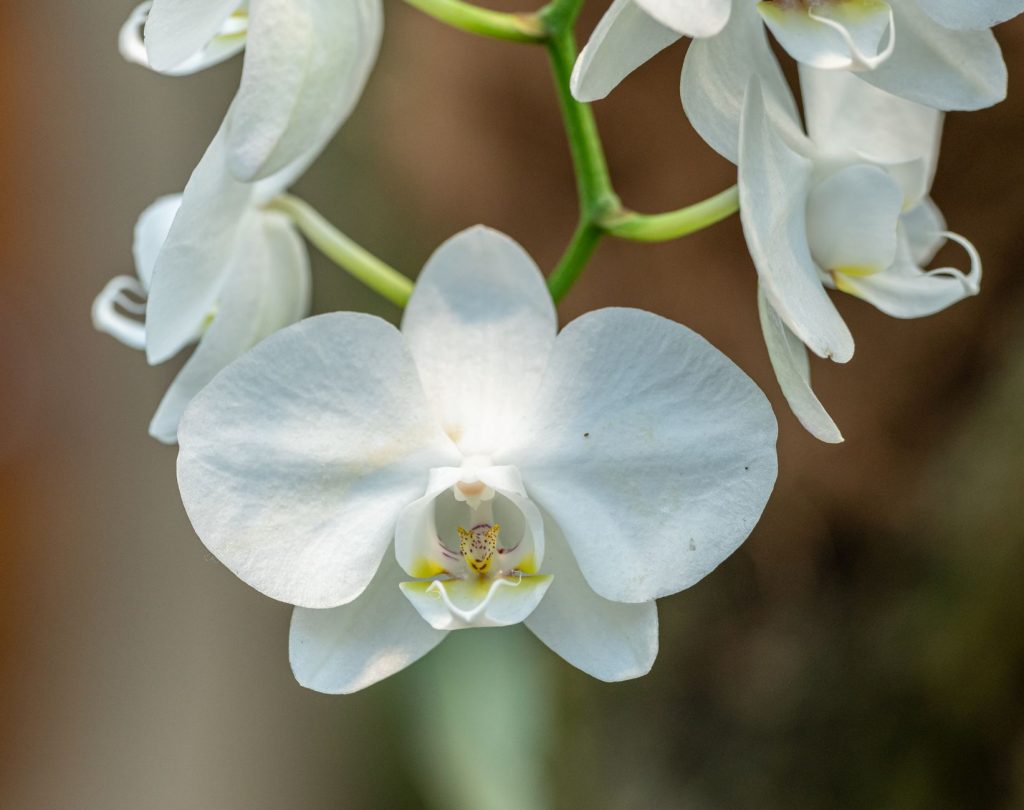 Pétales d'orchidée blanche en gros plan