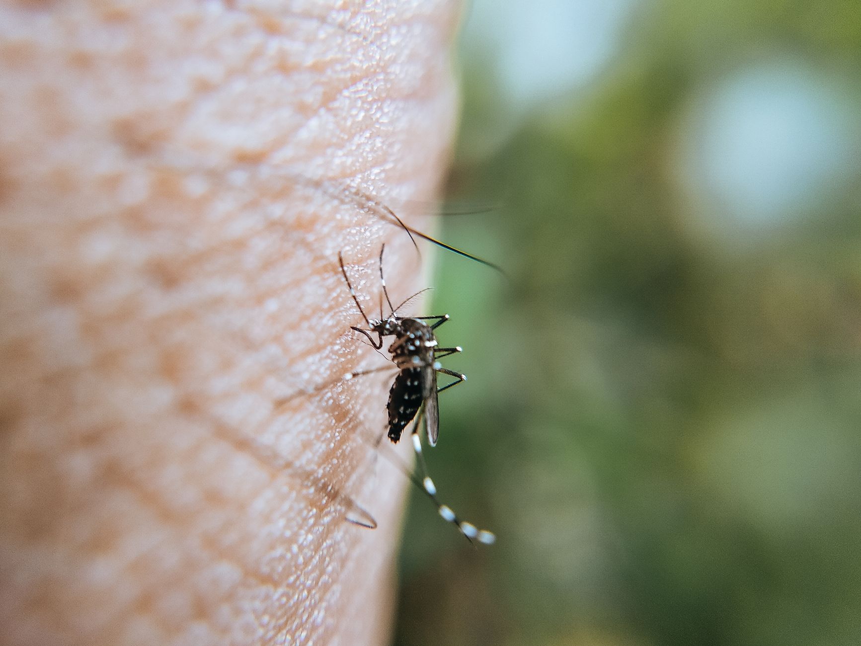Piqûre d'insecte en cours sur la peau