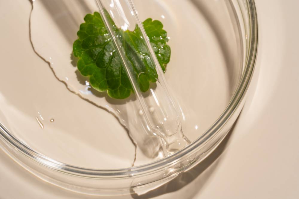Centella asiatica plante apaisante